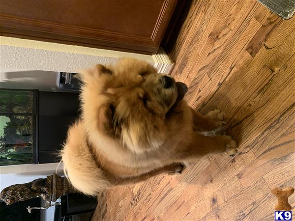 simbathegreatchow Picture 2